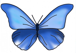 Schmetterling Schmetterling